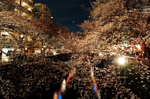 sakura_025.jpg