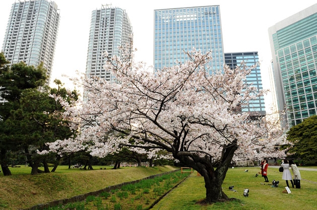 sakura_027.jpg