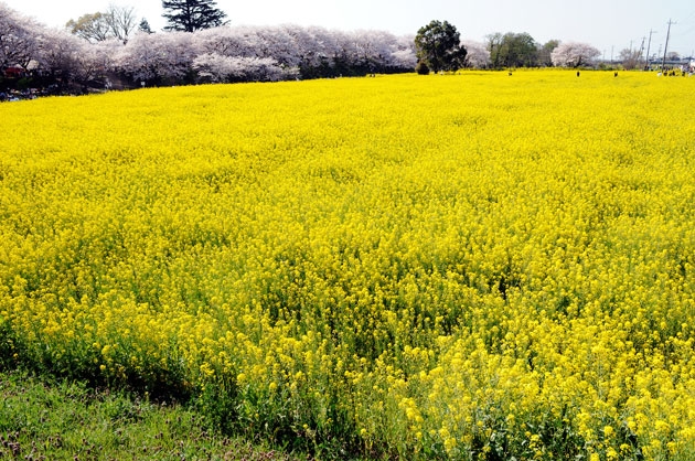 sakura_032.jpg