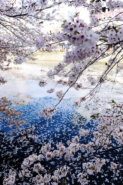 sakura_034.jpg