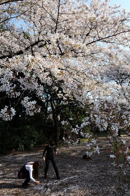 sakura_039.jpg