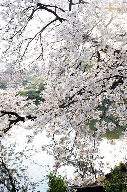 sakura_042.jpg