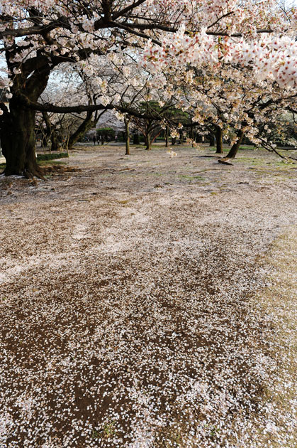sakura_043.jpg