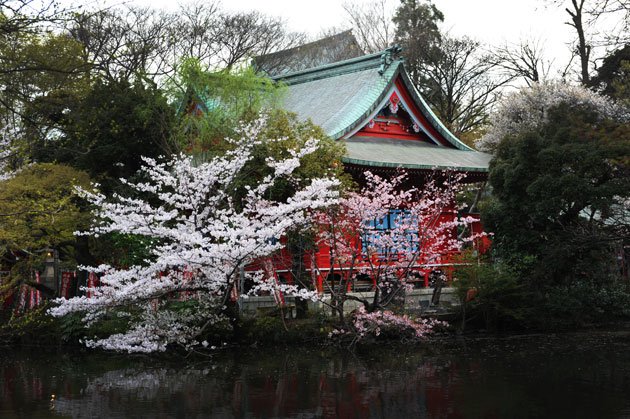 sakura_047.jpg
