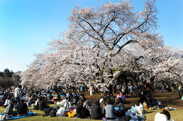 sakura_049.jpg