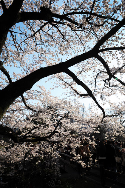 sakura_050.jpg