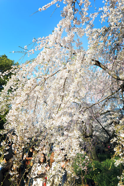 sakura_054.jpg