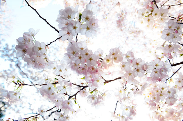 sakura_058.jpg
