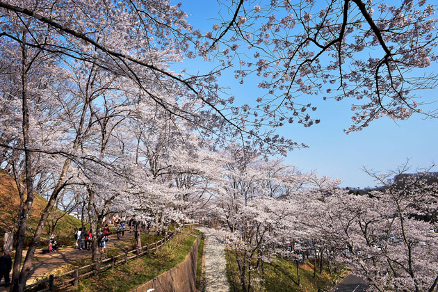 sakura_060.jpg