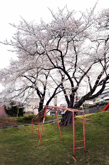 sakura_064.jpg