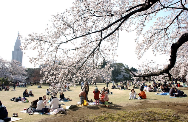 sakura_01.jpg