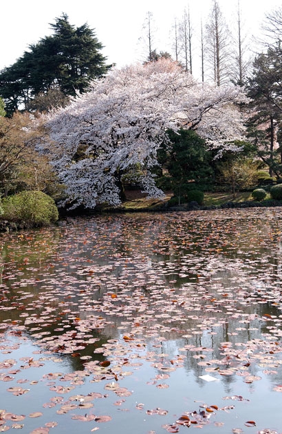 sakura_02.jpg