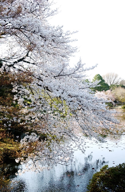 sakura_03.jpg