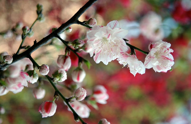sakura_07.jpg